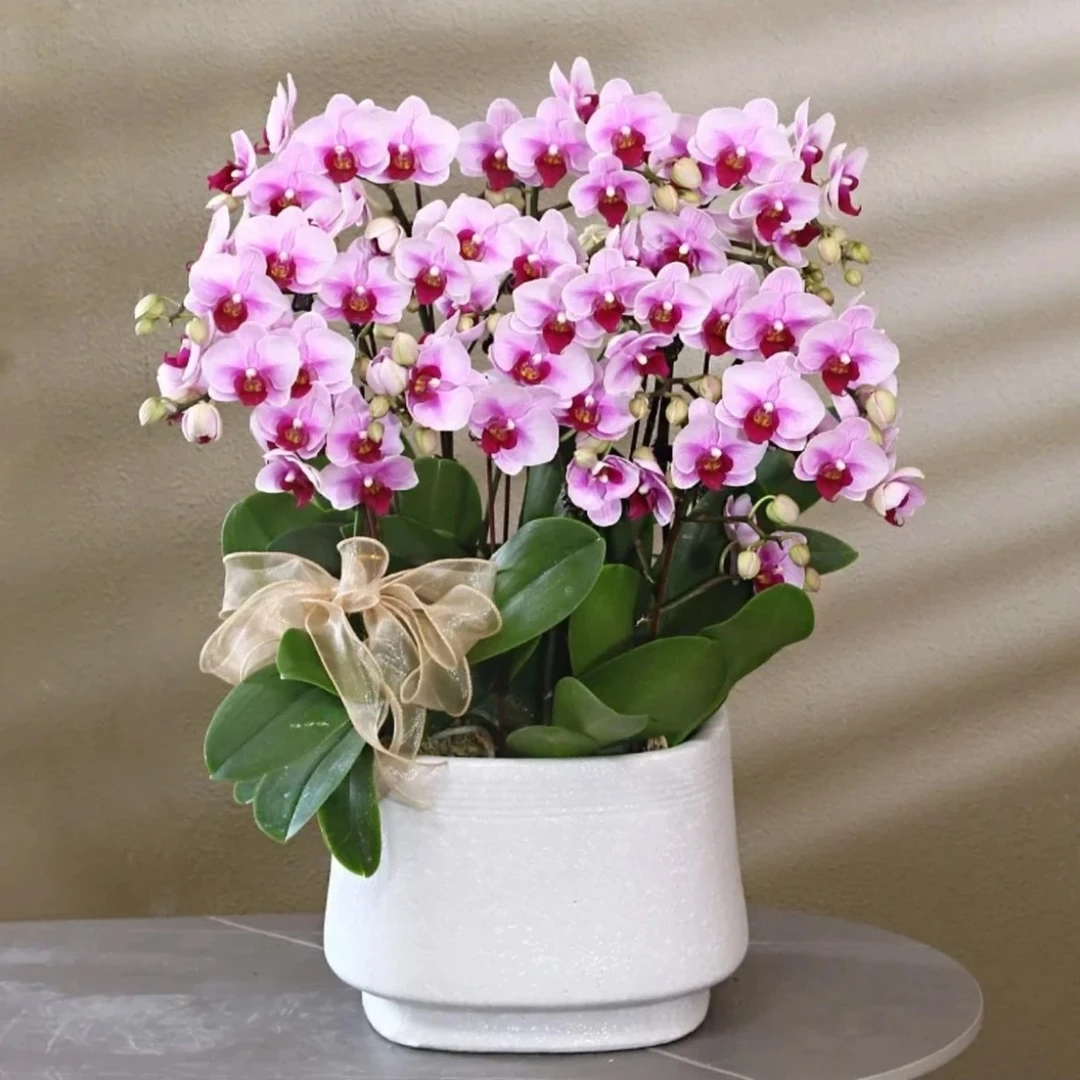 【宝贝】3.5寸杯蝴蝶兰带花发货