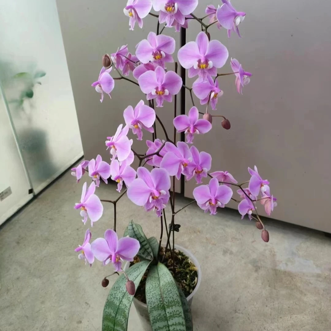 【M405】西蕾利苗发货【轻微瑕疵】