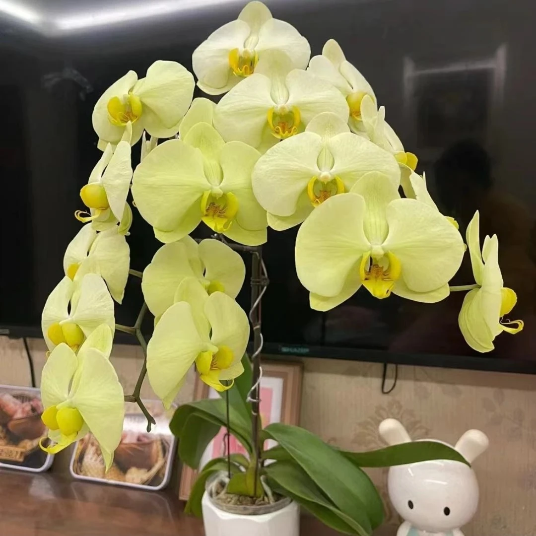 【九五至尊】3.5寸苗（刚刚升杯，介意勿拍）蝴蝶兰基地直发