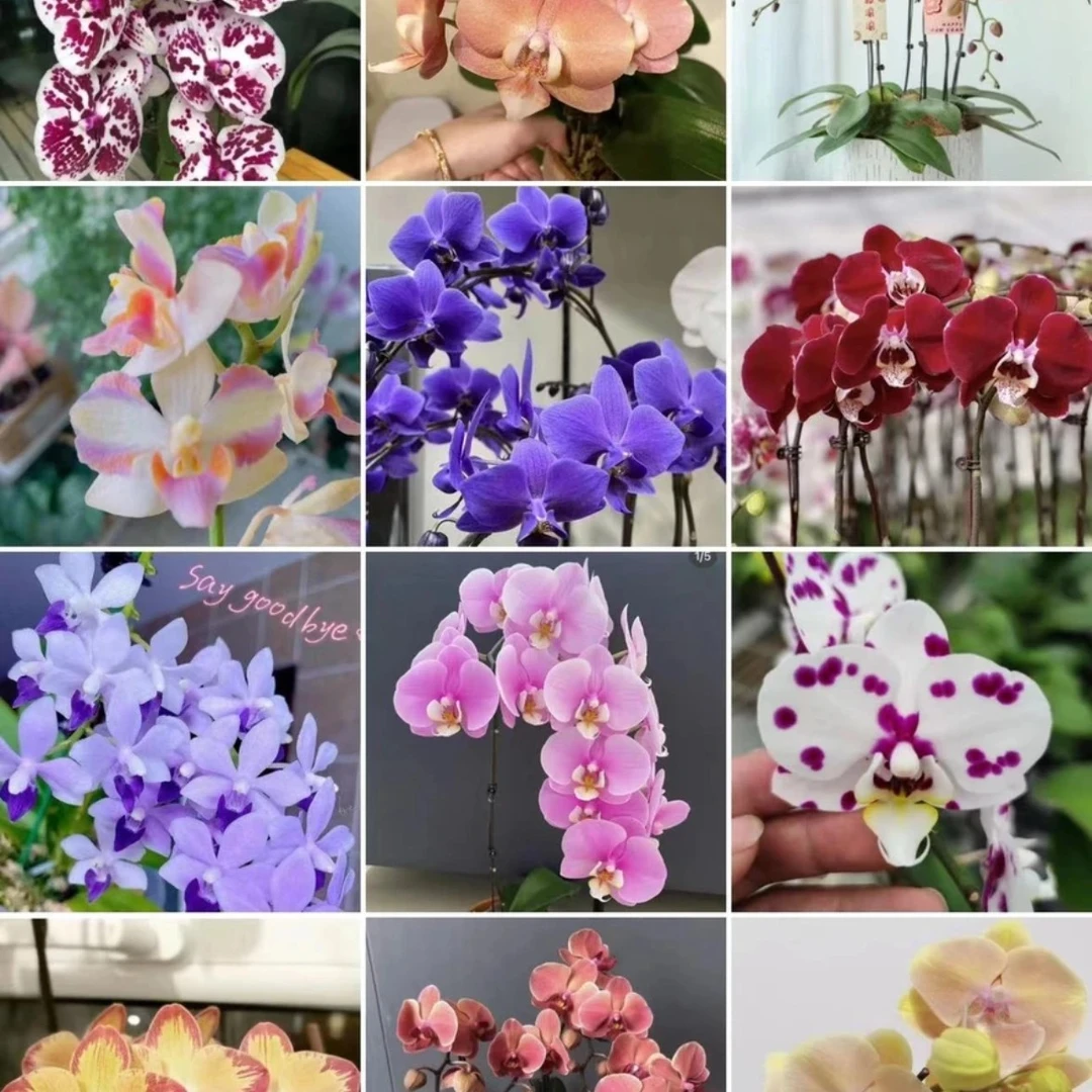 【盲盒】蝴蝶兰苗小介意勿拍叶片瑕疵