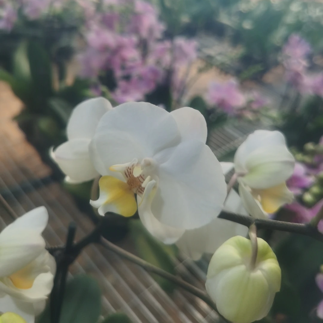 【星空】3.0寸蝴蝶兰带花发货