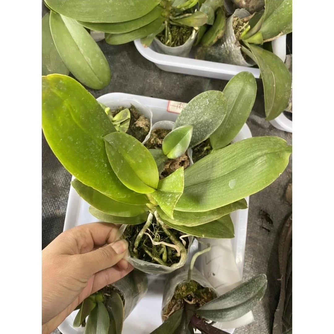 【瑕疵苗】蝴蝶兰随机发货