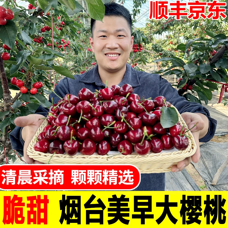 【脆甜美早】烟台大樱桃车厘子新鲜水果特大2/5斤应季批发国产山东