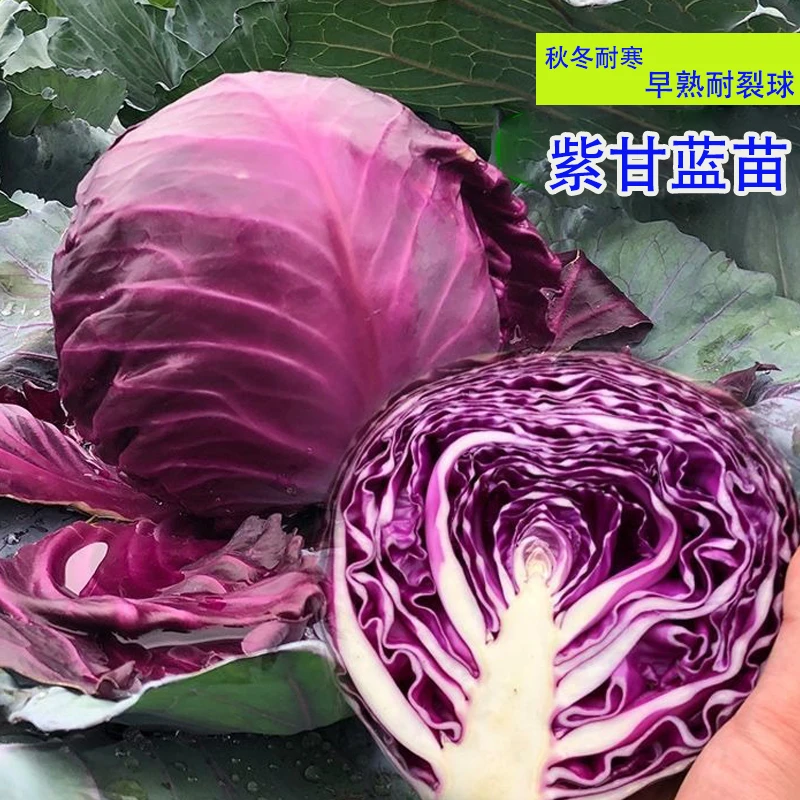 秋冬耐寒紫甘蓝秧苗甘蓝苗包菜苗西蓝花苗有机花菜苗松花菜苗蔬菜