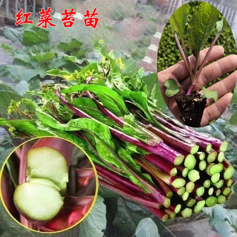 耐寒红菜苔苗红油菜苔苗四季高产早熟蔬菜苗阳台盆栽白菜苔秧苗