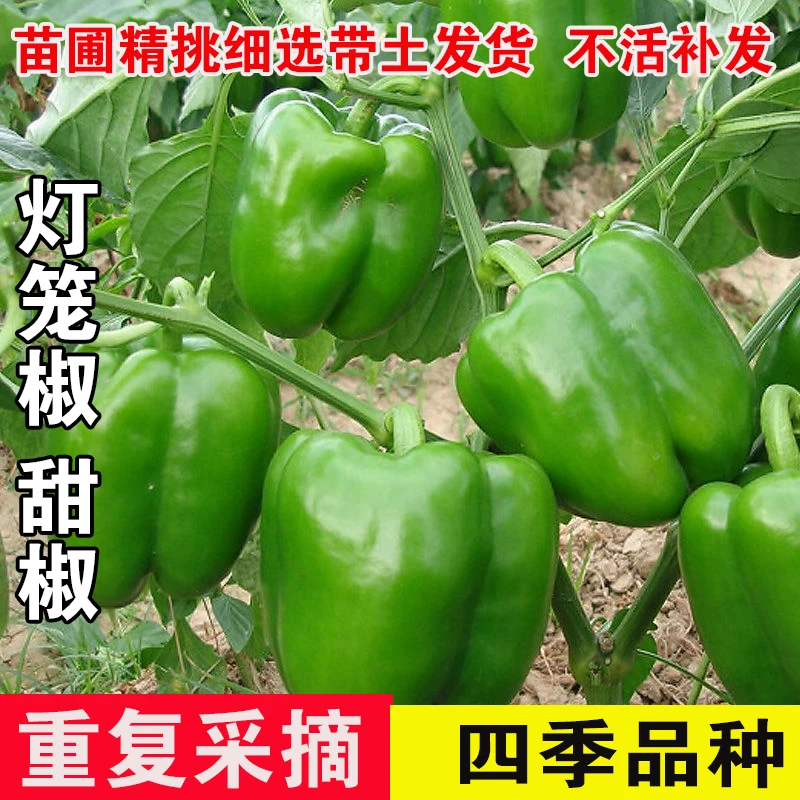 灯笼椒苗甜椒苗朝天椒四季蔬菜苗包赔小米包赔苗包赔苗灯笼辣椒苗