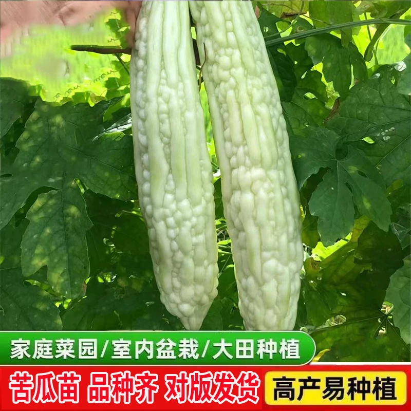 四季高产特大早熟发货秧苗带土收获白玉疙瘩绿新鲜苦瓜苗蔬菜种苗