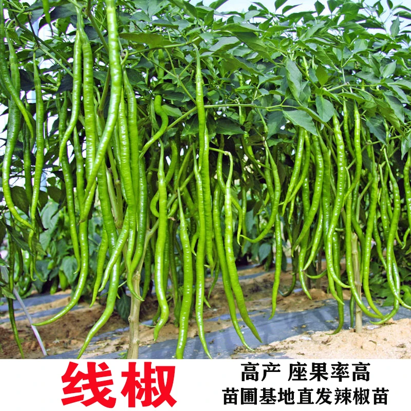高产线椒季节苗长线椒苗朝天椒菜地四季蔬菜苗盆栽季节种子秧苗