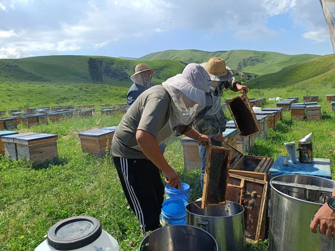 尼勒克黑蜂养殖者秘密