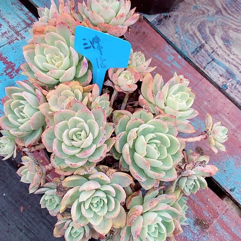 【闪购商品】丝绸面试带盆