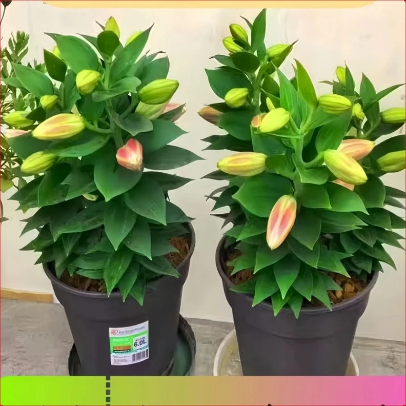 种植盆栽香水百合花种球种子花苗进口好养活花卉四季室内开花植物