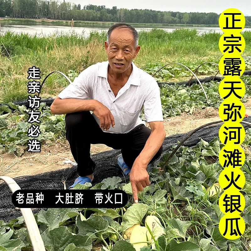 山东青州正宗露天弥河沙滩地火银瓜香瓜新鲜水果弥河银瓜青州特产