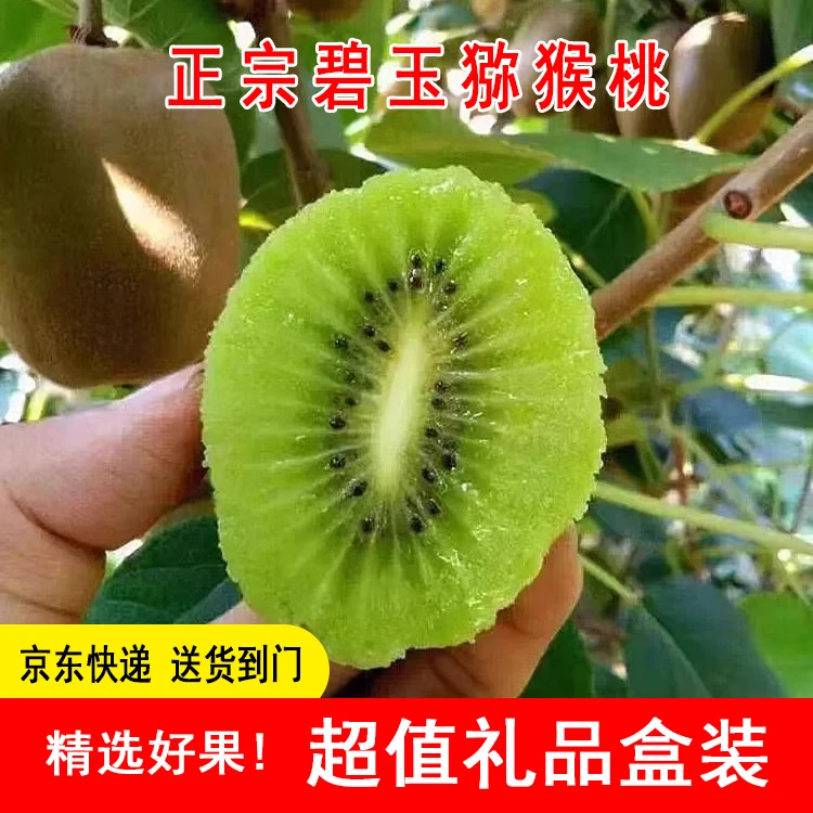 泰山1号碧玉猕猴桃自家果园当季现摘现发水果绿心奇异果礼品盒装