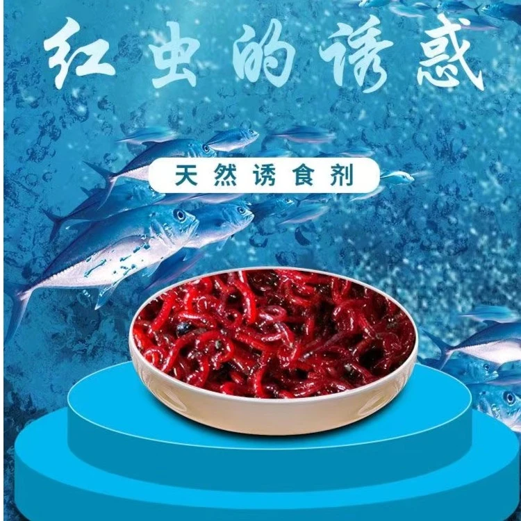 鲜活特大号公虫活体活饵喂鱼饵拉饵新鲜野钓饵料钓鱼蚯蚓鱼饵
