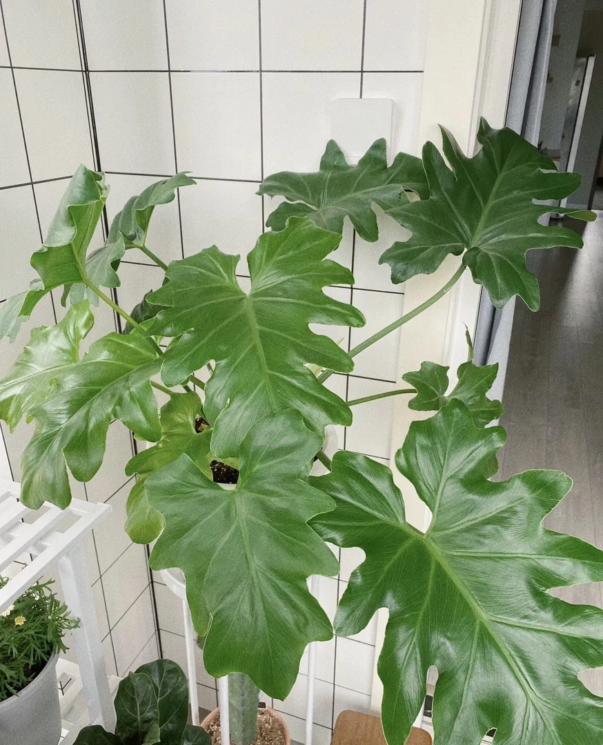 春雨绿植二加仑原盆原土发 、可水培