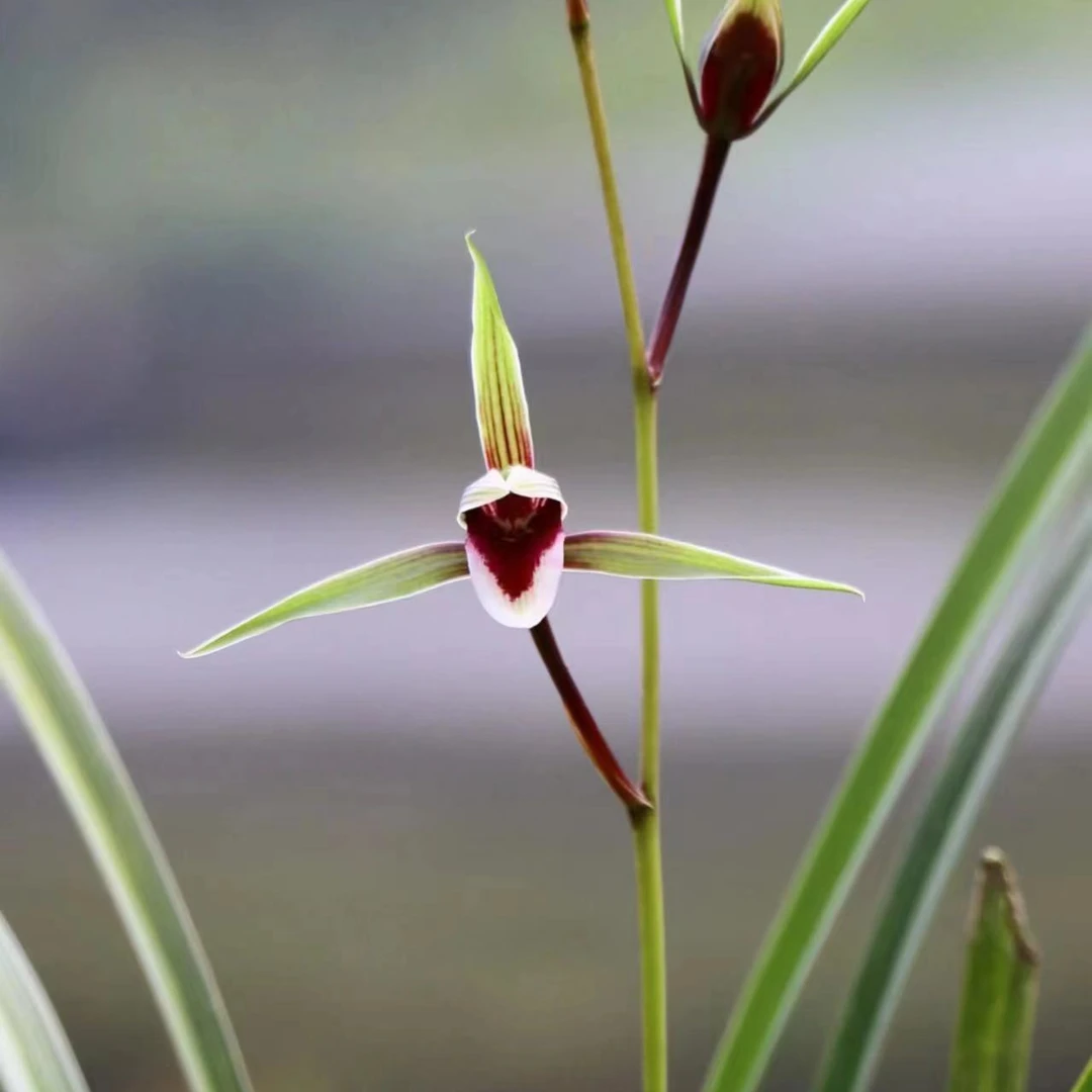 细叶寒兰精品直播间