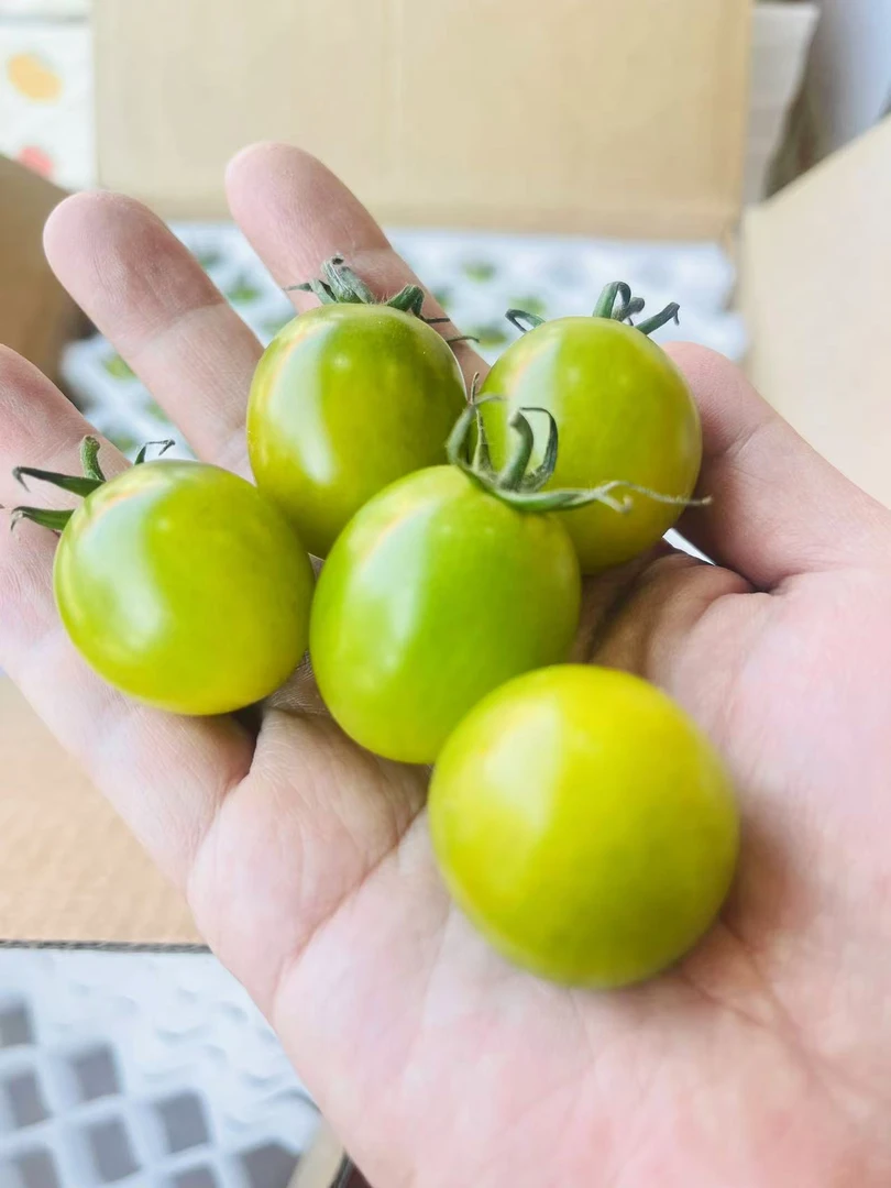 【如果家甄选】空运绿色翡翠千禧小番茄 一箱 净重约3斤