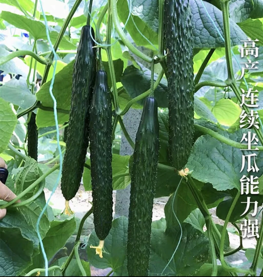 【拍2发3】津研七号黄瓜种子绿芯无涩味高产抗病优质蔬菜种子