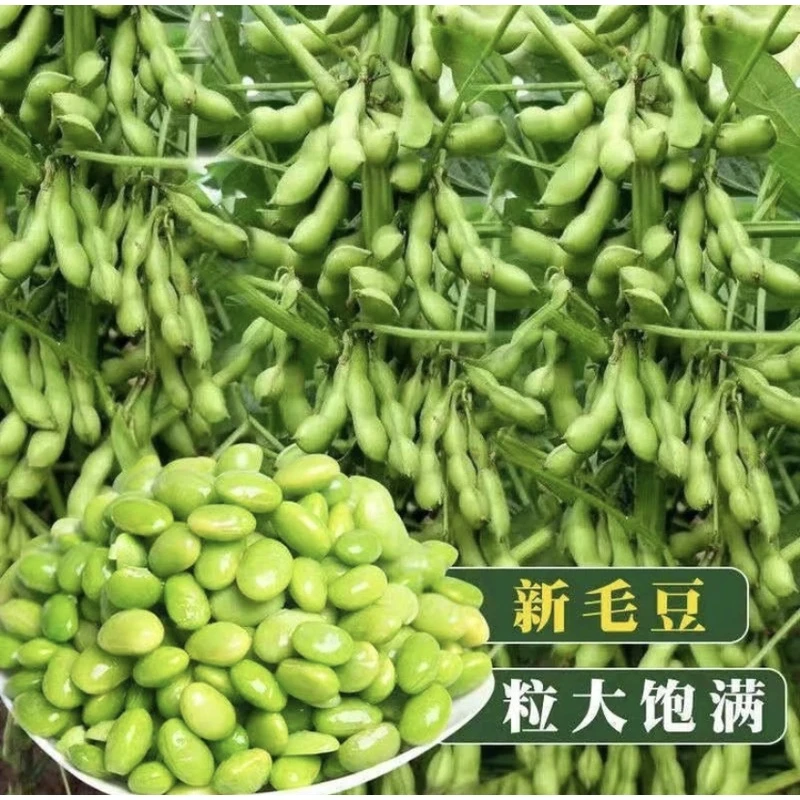 正宗早熟毛豆种子高产抗病早熟青豆种子【拍2送1】