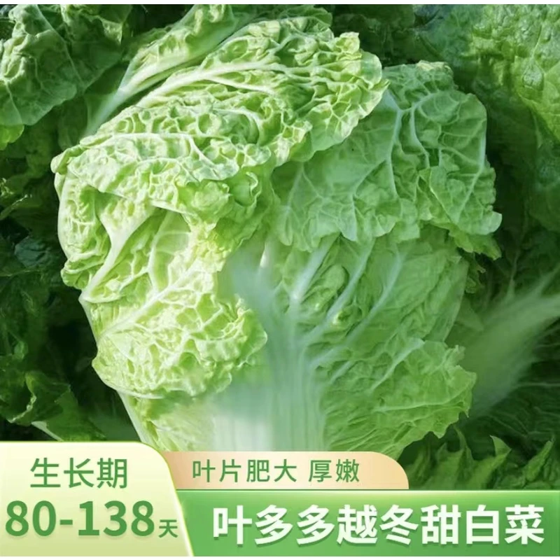 越冬王白菜种子耐寒秋季种植高产冬储蔬菜【拍2发3】