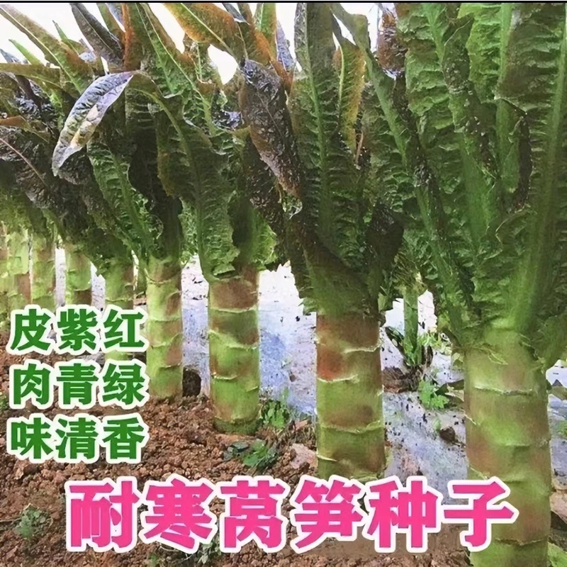 红皮香莴笋种子/四季耐热耐寒特大绿皮莴笋种子【拍2发3】
