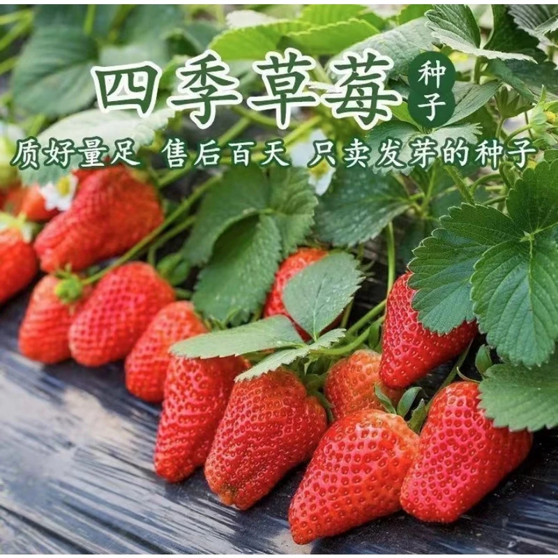 奶油红草莓/白草莓种子四季结果室内外阳台种植【拍2发3】