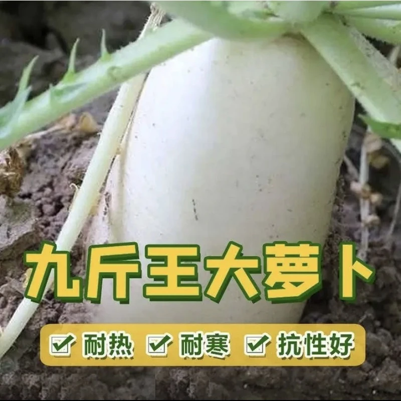 九斤王白萝卜种子 不空心秋季播种【拍2送1】