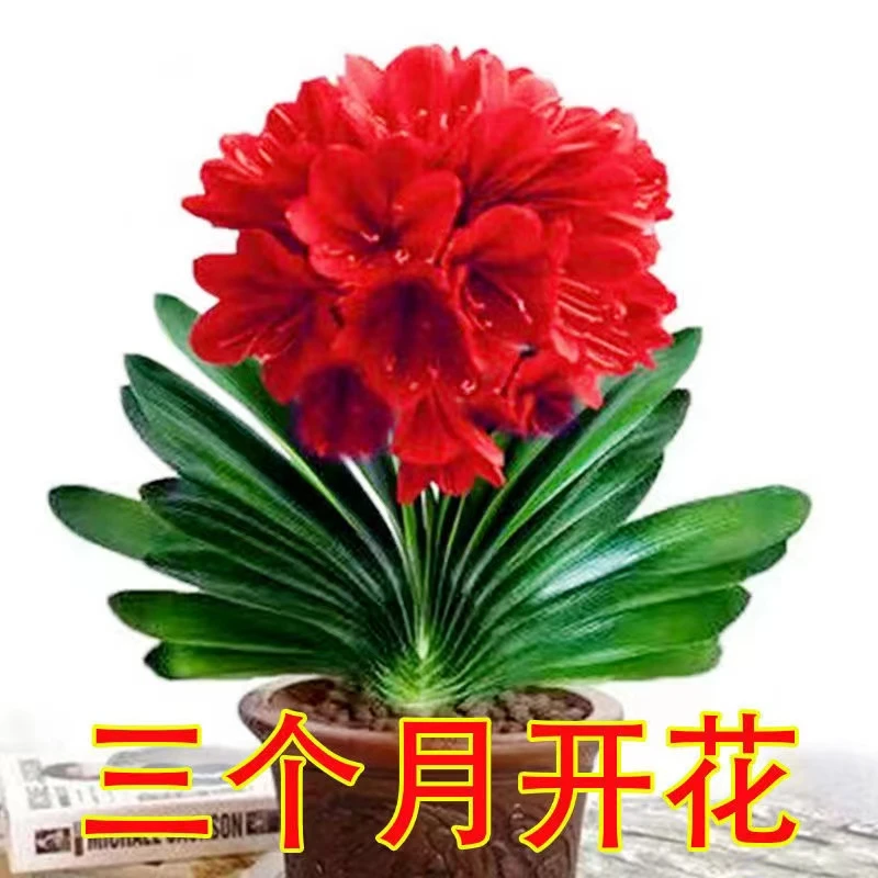【精品推荐】君子兰盆栽室内植物好养圆头和尚客厅兰花苗花卉大全