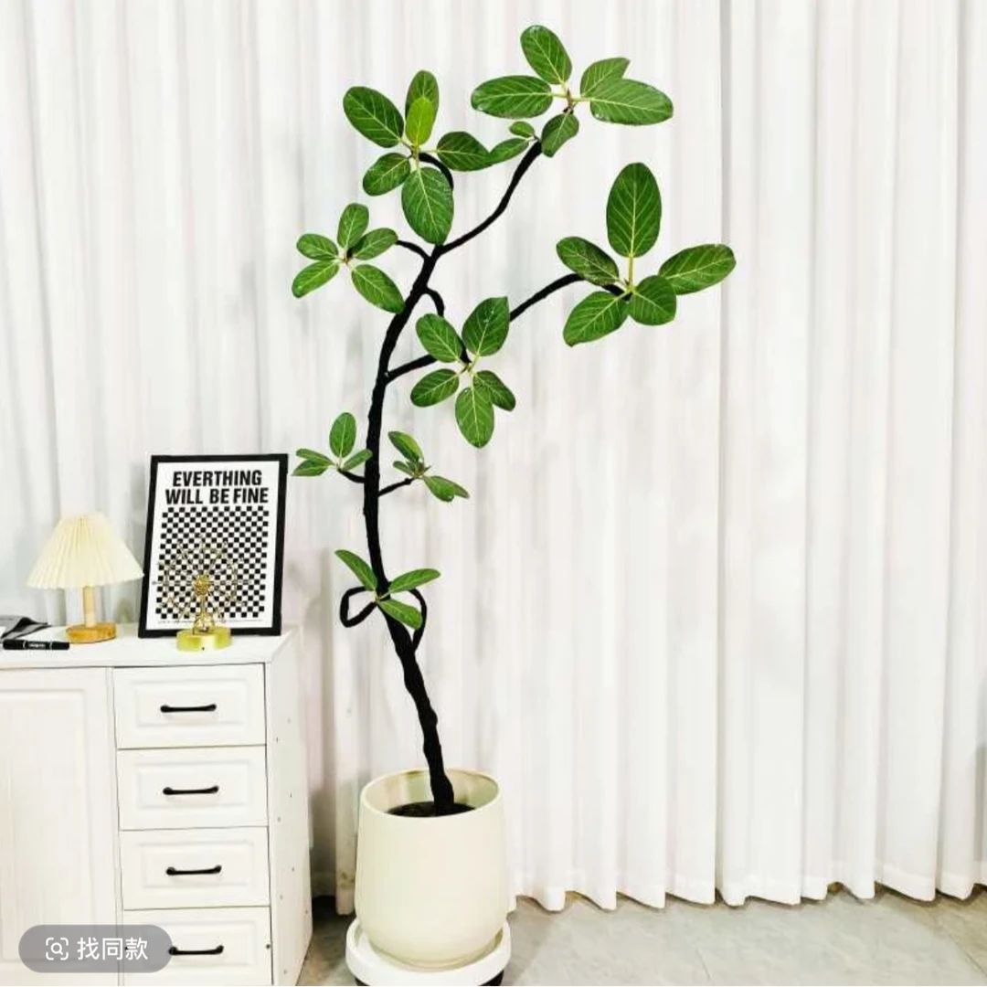 【孟加拉榕】带造型盆栽大型真绿植落地式榕树吸甲醛