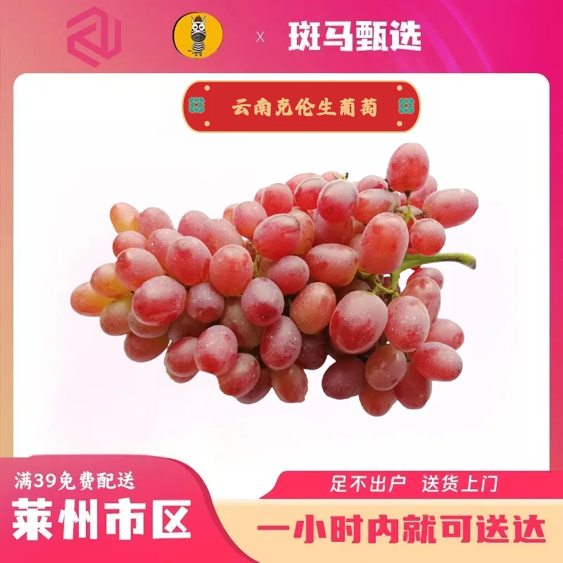 【同城配送】云南新鲜采摘克伦生葡萄 纯甜葡萄 一份净重5斤 29.9元 颗颗爆汁 莱州同城一小时配送到家