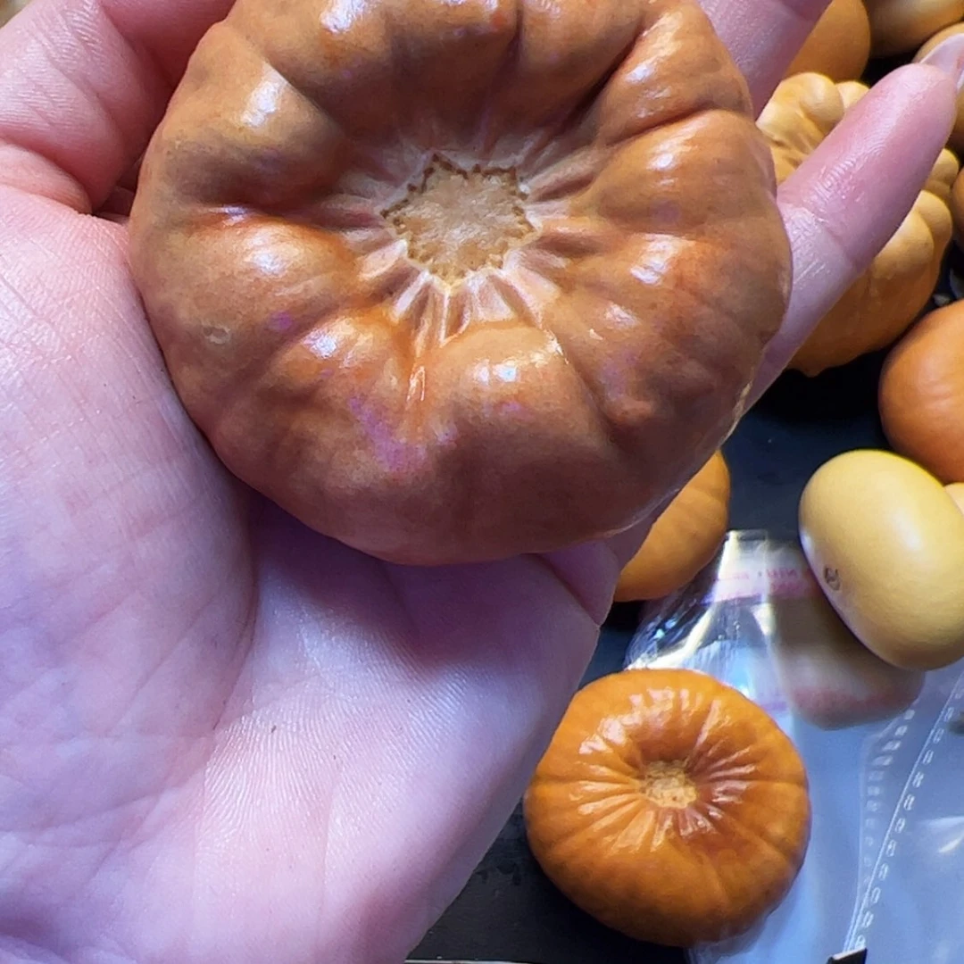 【闪购商品】天然葫芦N*H墨西哥花瓣葫芦