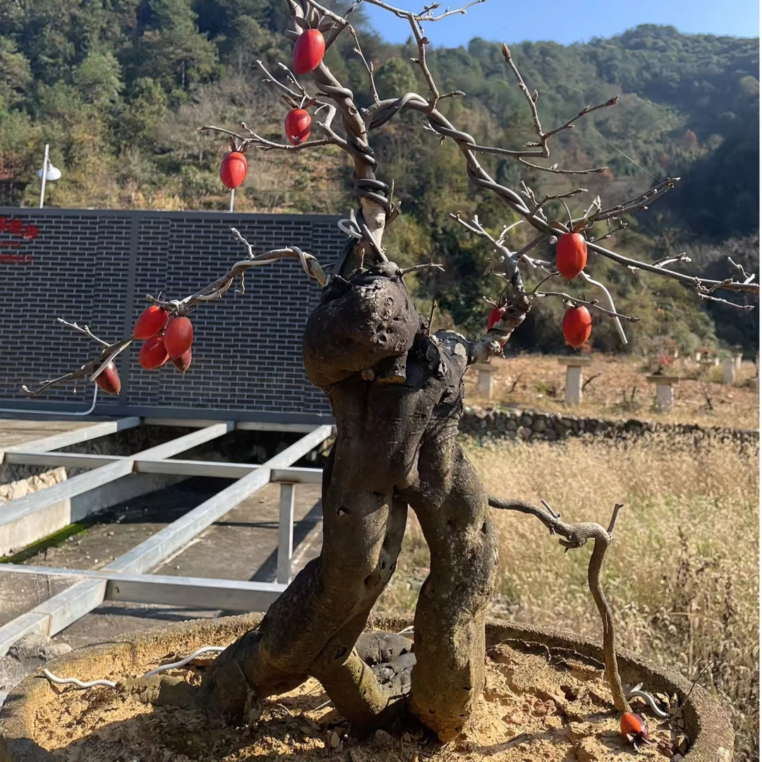 庭院阳台老鸦柿盆景素材素材素材艺术盆栽素材花卉盆栽素材，