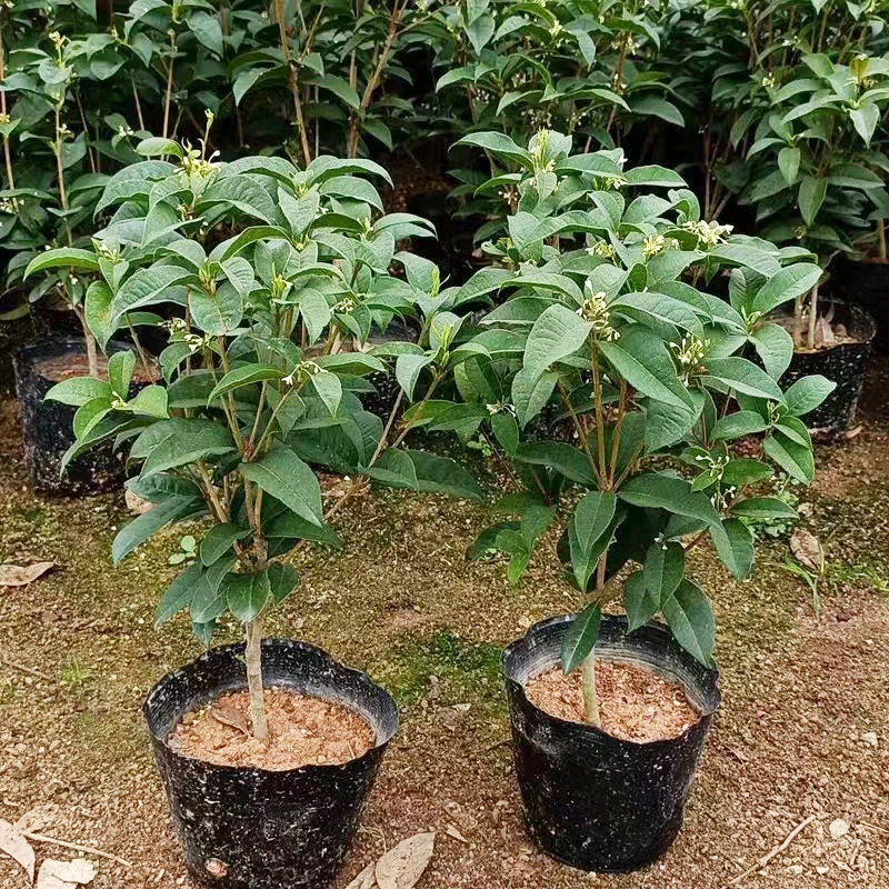 四季桂 月桂 四季开花 浓香型花卉 常绿植物 庭院地栽盆栽