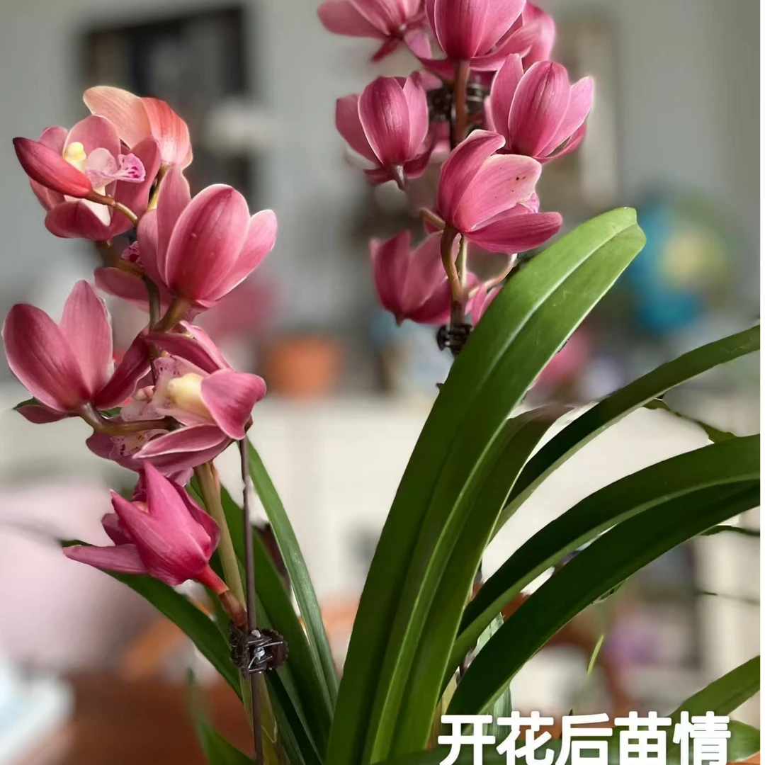 【红玉宝石】3-5花剑浓香香气高花期长耐寒室内好养耐寒花卉绿植