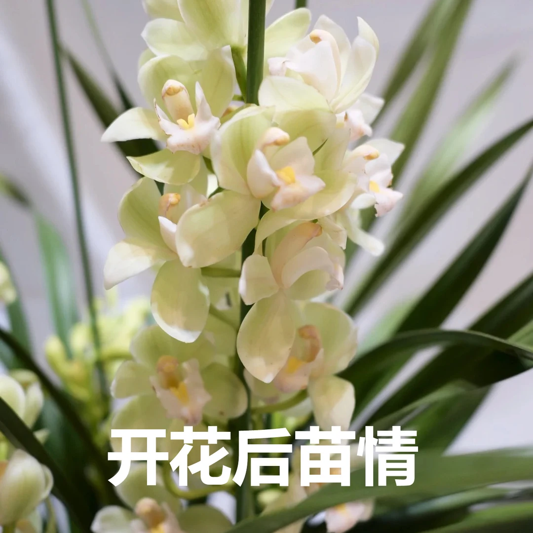 【白玉香兰】5-8花剑兰花卉特别香花期长耐寒好养室内室外盆栽阳台