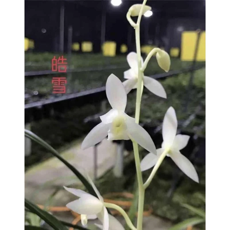 建兰皓雪2苗浓香