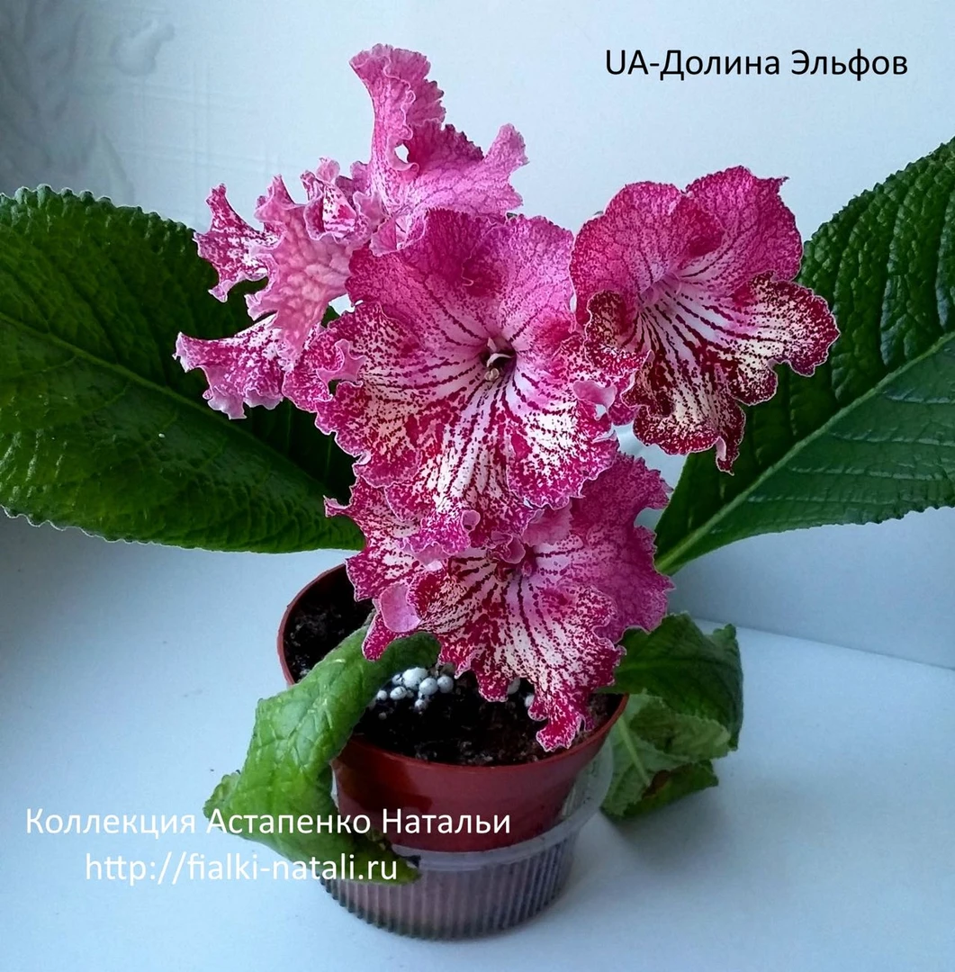 进口堇兰：精灵谷UA-Долина эльфов，浅色系花卉