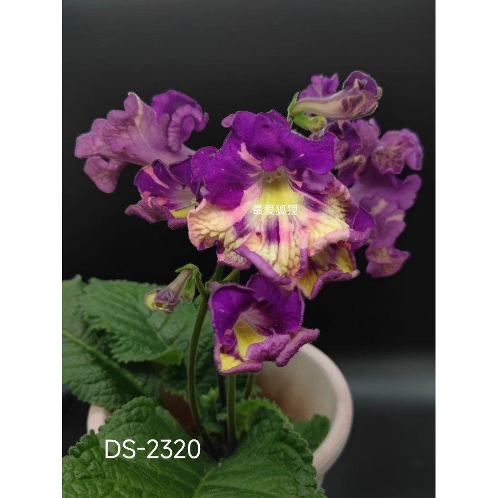 进口堇兰DS-2320 室内爆款花卉，常年开花丰花品种，卷边花
