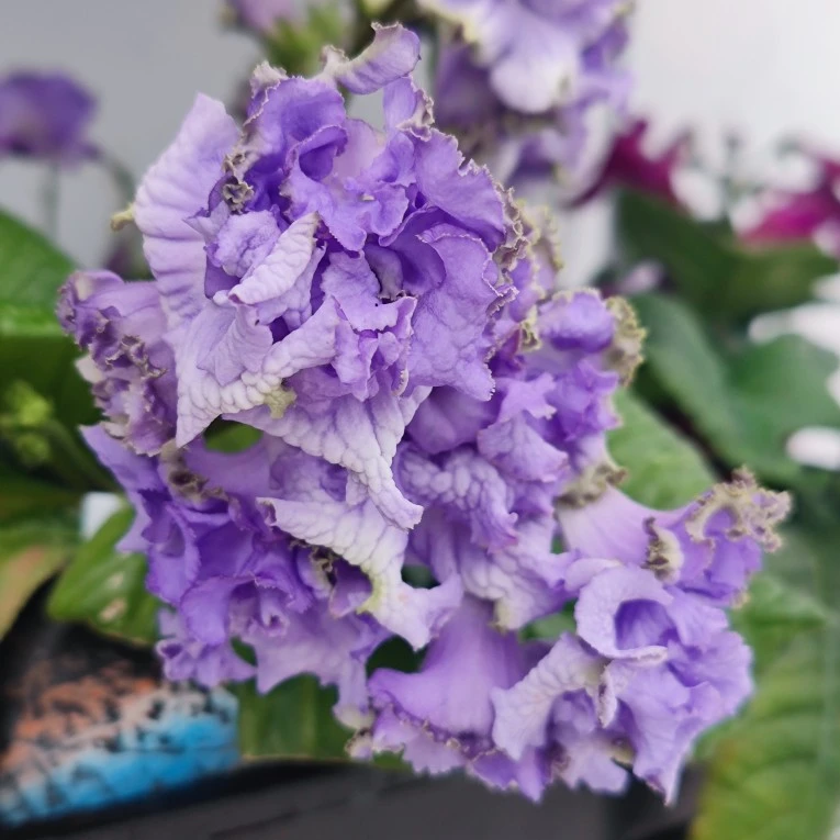 苦苣苔进口堇兰 DS-Blue Dragon 蓝龙 2241，室内耐阴四季开花