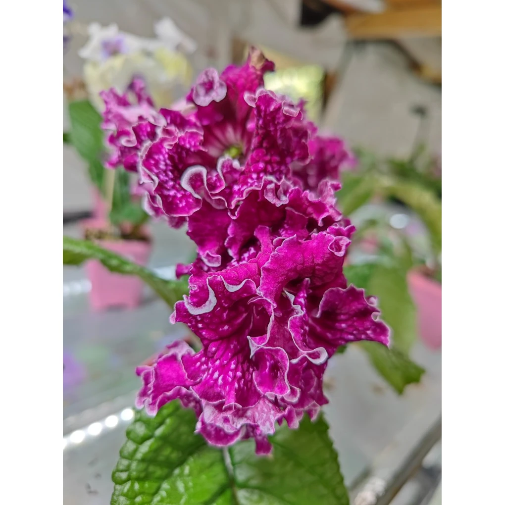 苦苣苔堇兰：DS-1304，室内耐阴，四季开花，多年生草本植物