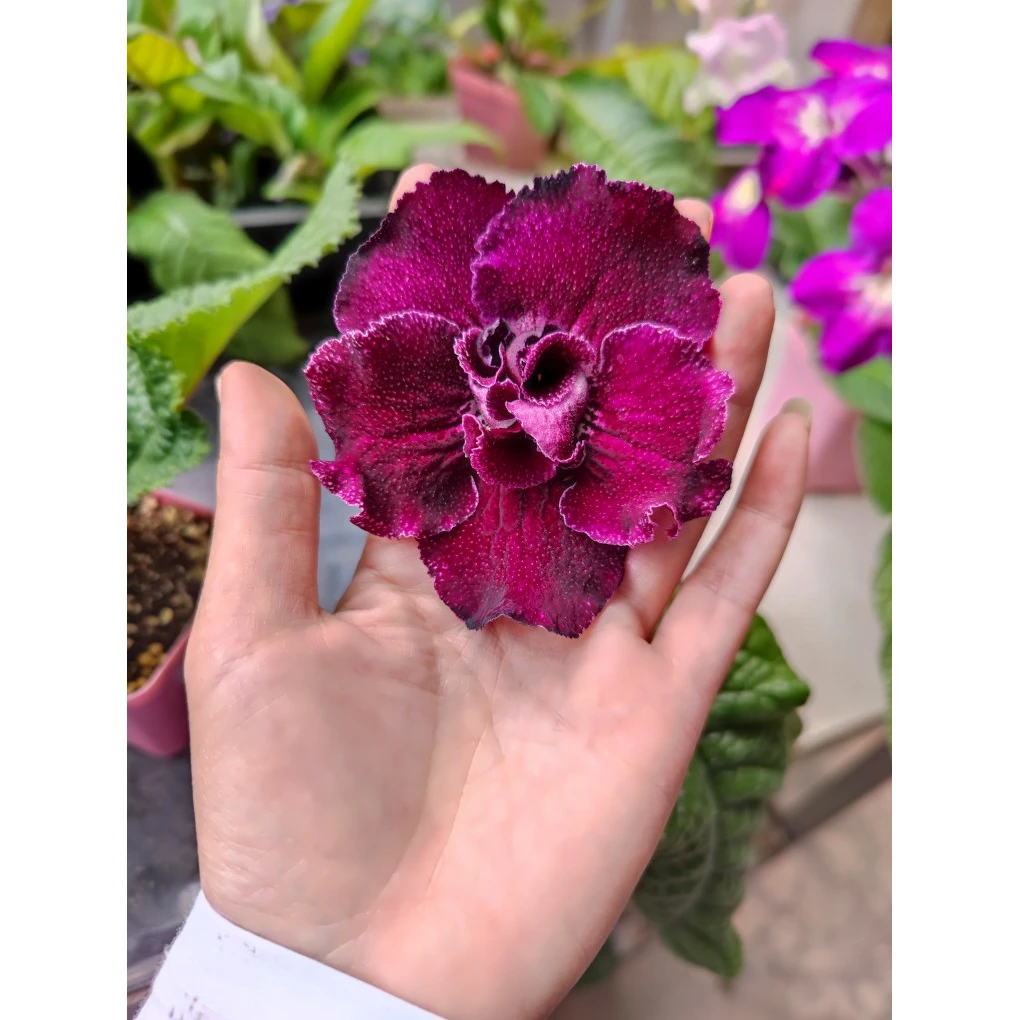 苦苣苔进口堇兰：DS-2091熊，室内耐阴，四季开花，多年生草本