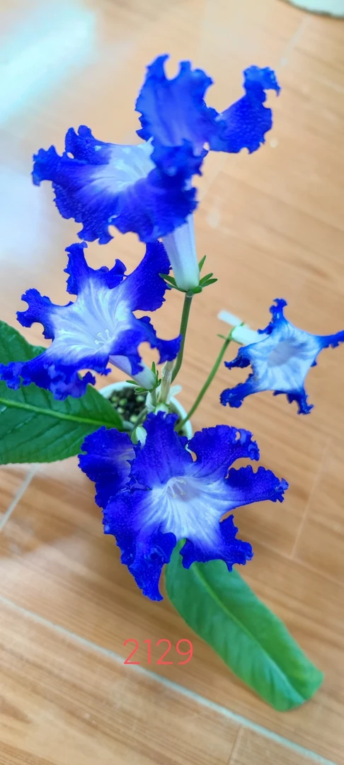 苦苣苔进口堇兰，DS-2129，室内耐阴，四季开花，多年生草本植物