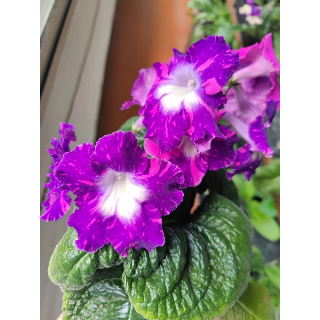 苦苣苔绿植堇兰新品，魔幻水景套房，四季开花，耐阴植物多年生草本