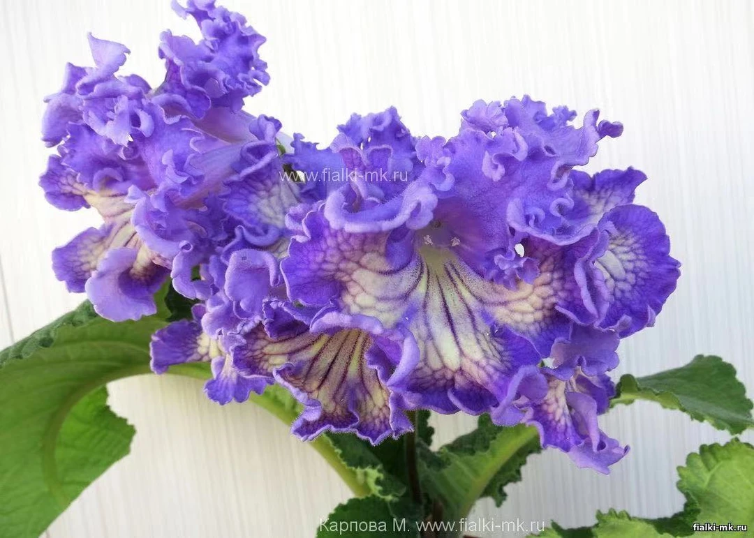 苦苣苔进口堇兰  Dagmar黛格玛，室内花卉，四季开花