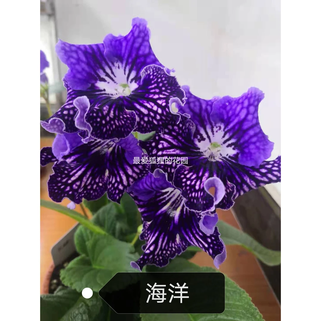 苦苣苔进口堇兰：海洋带花苞，室内花卉，丰花爆花