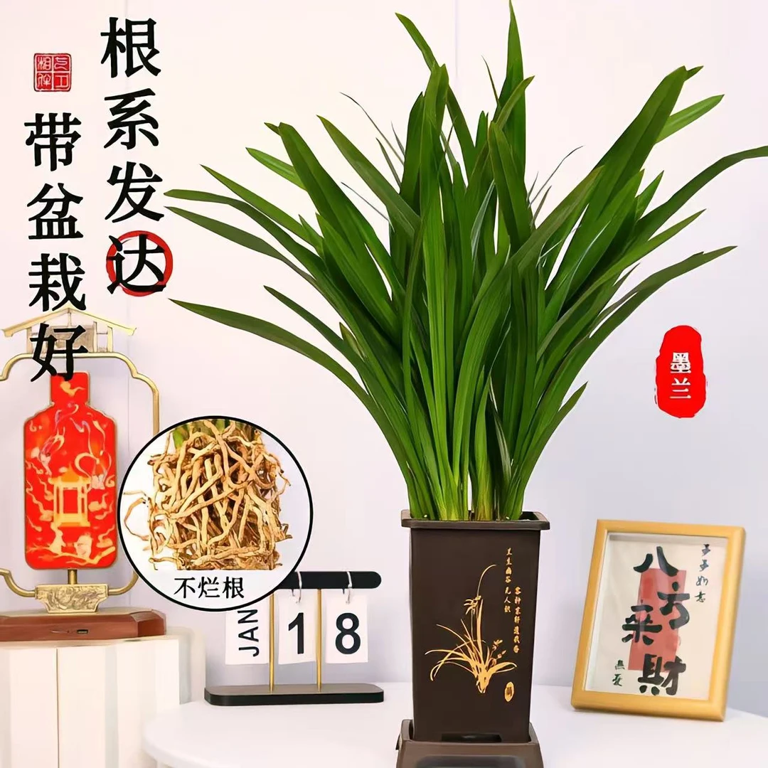 墨兰兰花精品花卉盆栽室内观赏绿植企黑贺岁兰四季去甲醛净化空气