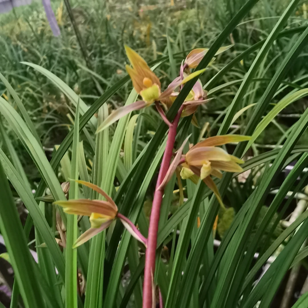 兰花大美送春边艺之美。