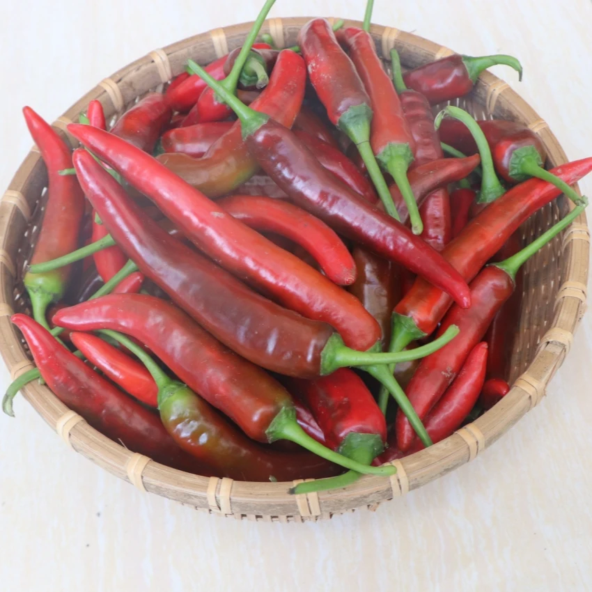 江西红辣椒高安本地辣椒上湖辣椒新鲜辣椒现摘现发红椒微辣