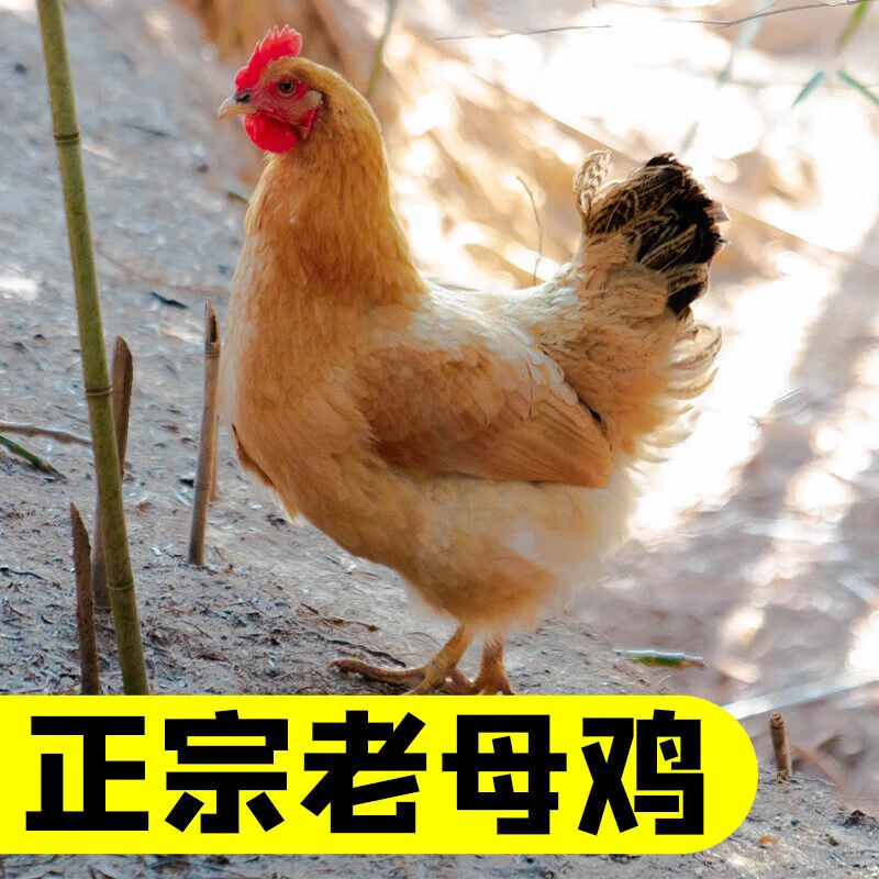 【28好汉专属 顺丰包邮】新鲜活鸡现杀散养土鸡老母鸡