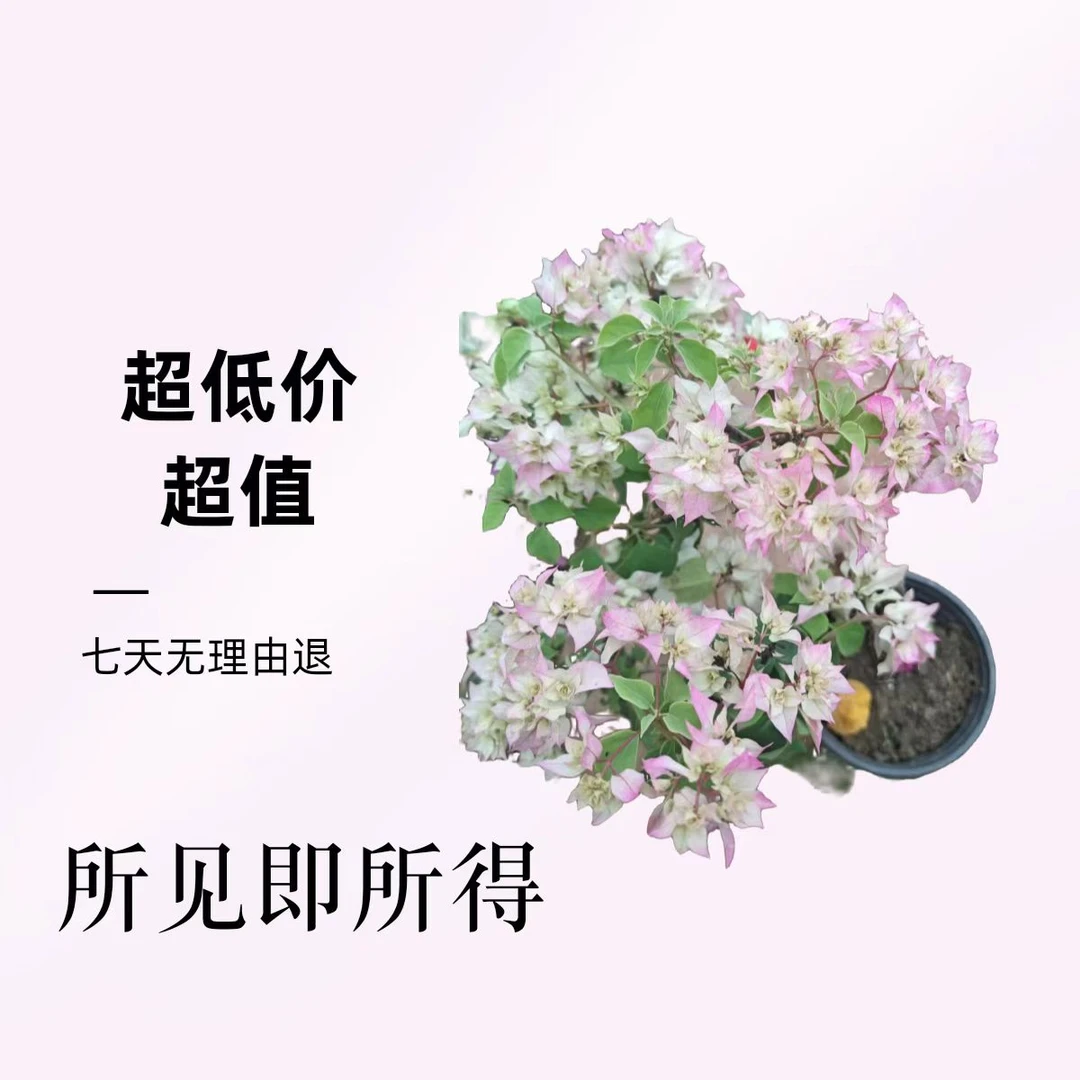 三角梅重瓣带花发货怡景红缨绿樱爬藤阳台客厅绿植盆栽室内花卉